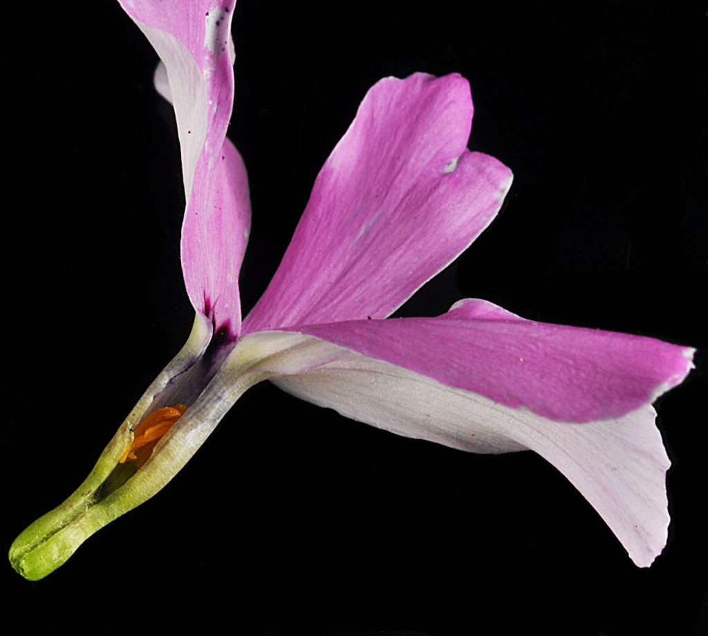 Flora of Eastern Washington Image: Sparganium natans flower