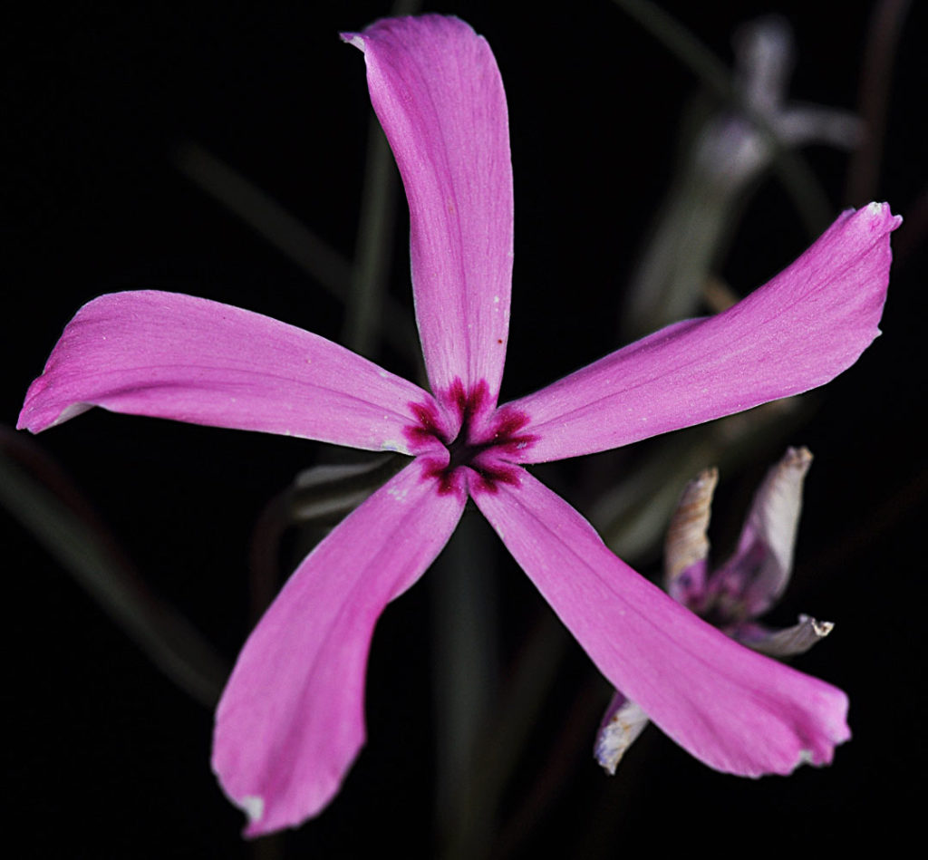 Flora of Eastern Washington Image: Spirodela polyrrhiza flower zoomed on center