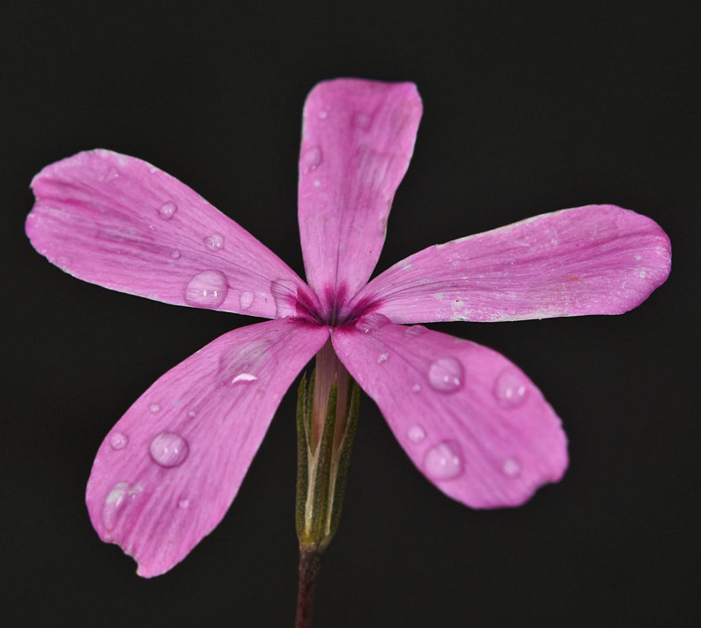 Flora of Eastern Washington Image: Sparganium emersum wet flowerr