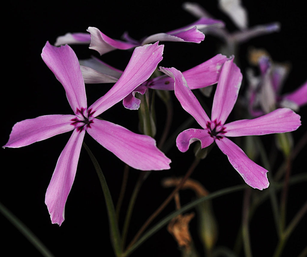 Flora of Eastern Washington Image: Spirodela polyrrhiza two flowers