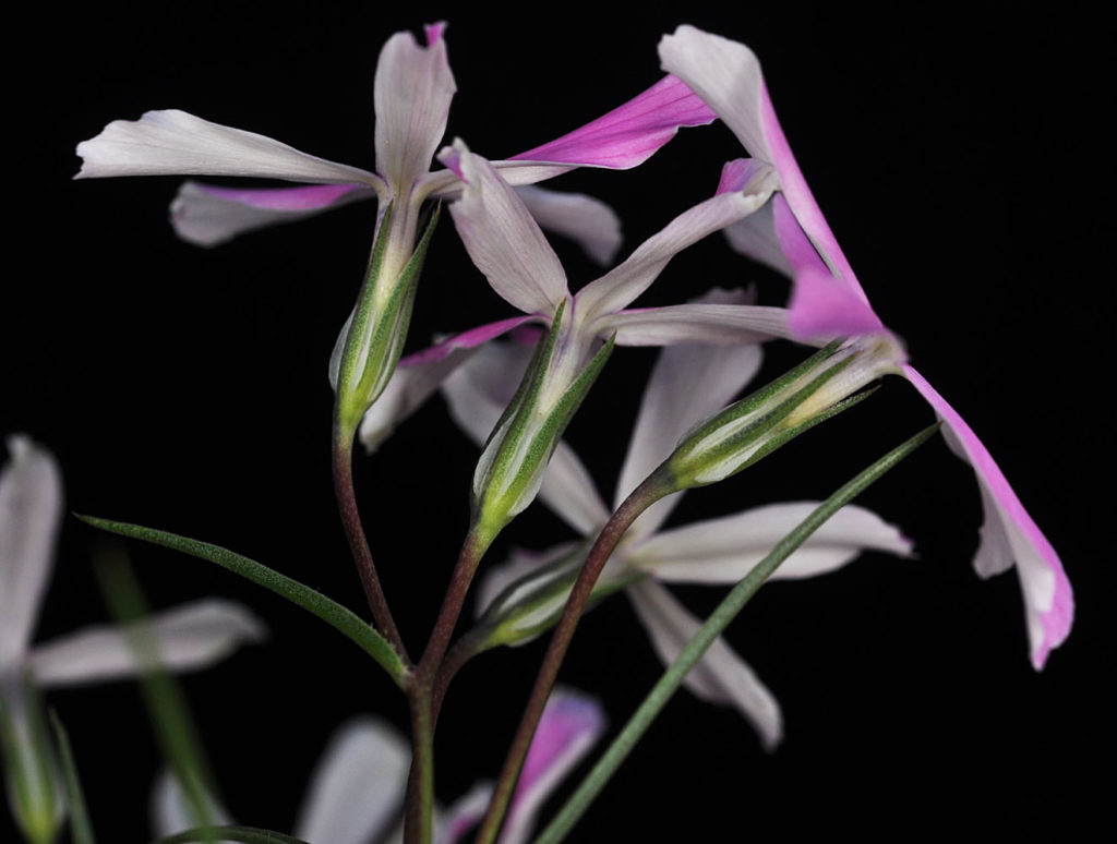 Flora of Eastern Washington Image: Spirodela polyrrhiza flowerr side profile