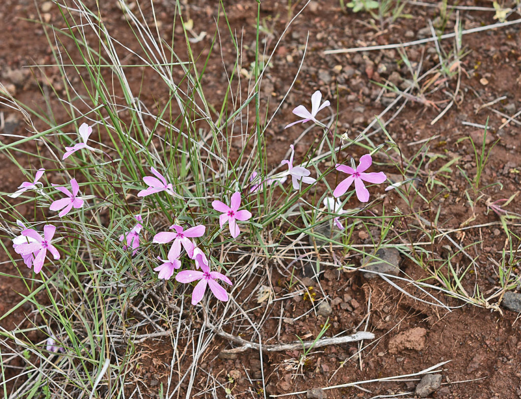 Flora of Eastern Washington Image: Sparganium emersum full plant in nature