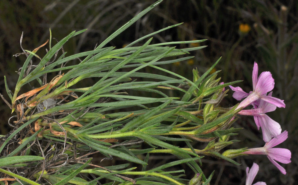 Flora of Eastern Washington Image: Erythranthe microphylla 1