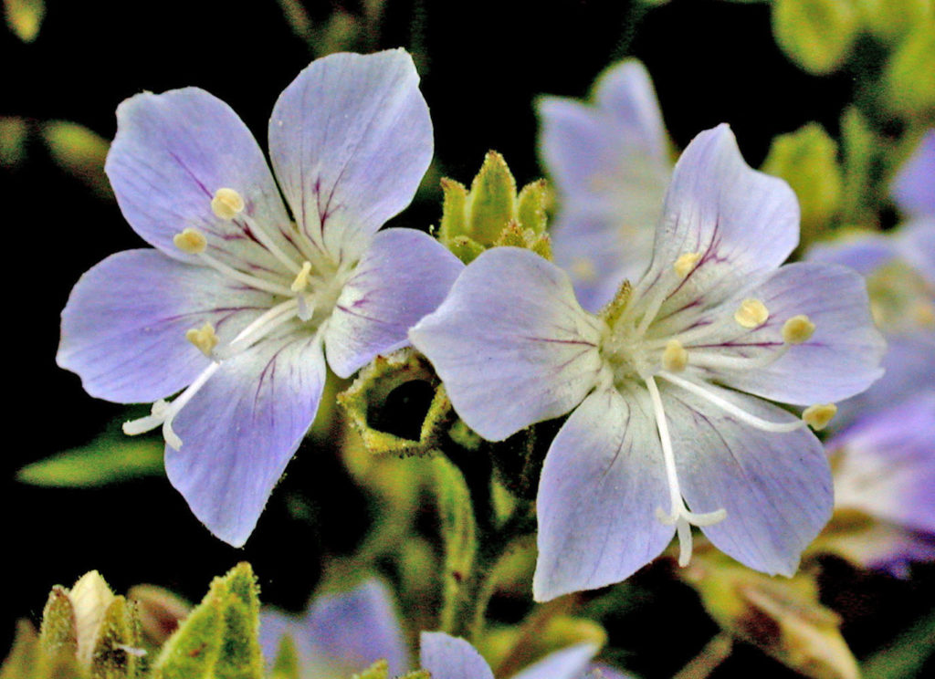Flora of Eastern Washington Image: Tribulus terrestris zoomed in on flower petals