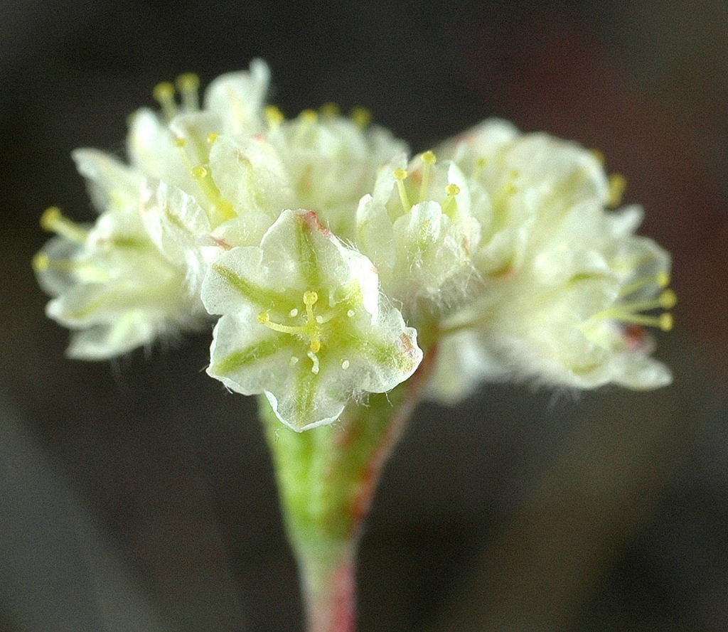 Flora of Eastern Washington Image: Eriogonum thymoides 3