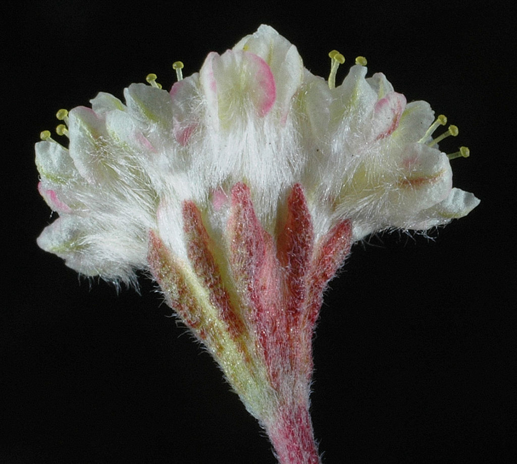 Flora of Eastern Washington Image: Eriogonum thymoides 6