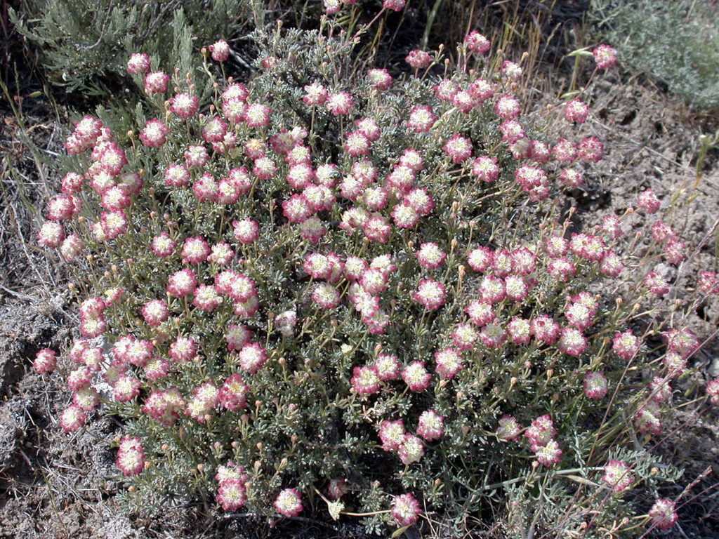 Flora of Eastern Washington Image: Eriogonum thymoides 2