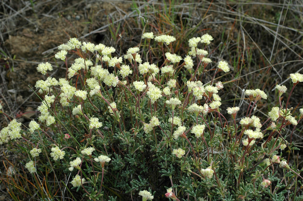 Flora of Eastern Washington Image: Eriogonum thymoides 1
