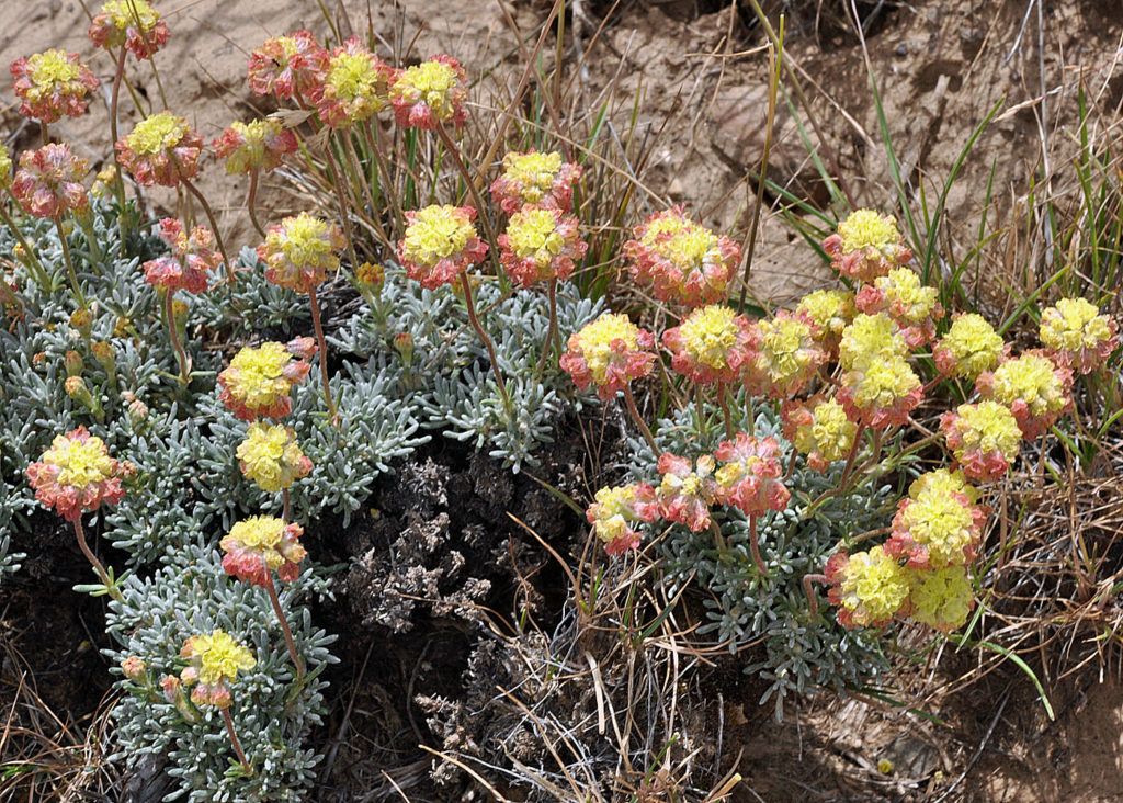 Flora of Eastern Washington Image: Eriogonum thymoides 5