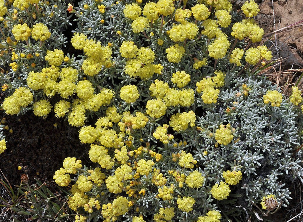Flora of Eastern Washington Image: Eriogonum thymoides 7