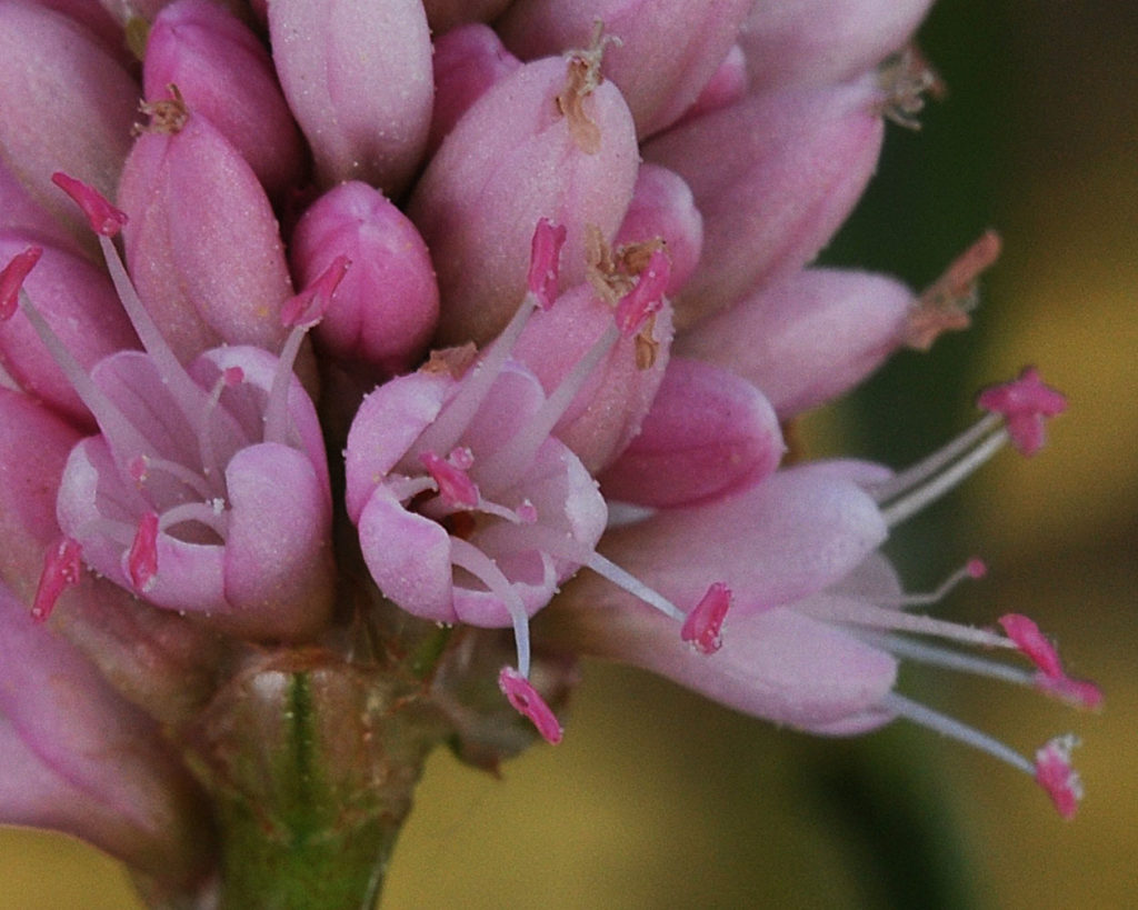 Flora of Eastern Washington Image: Persicaria amphibia 14