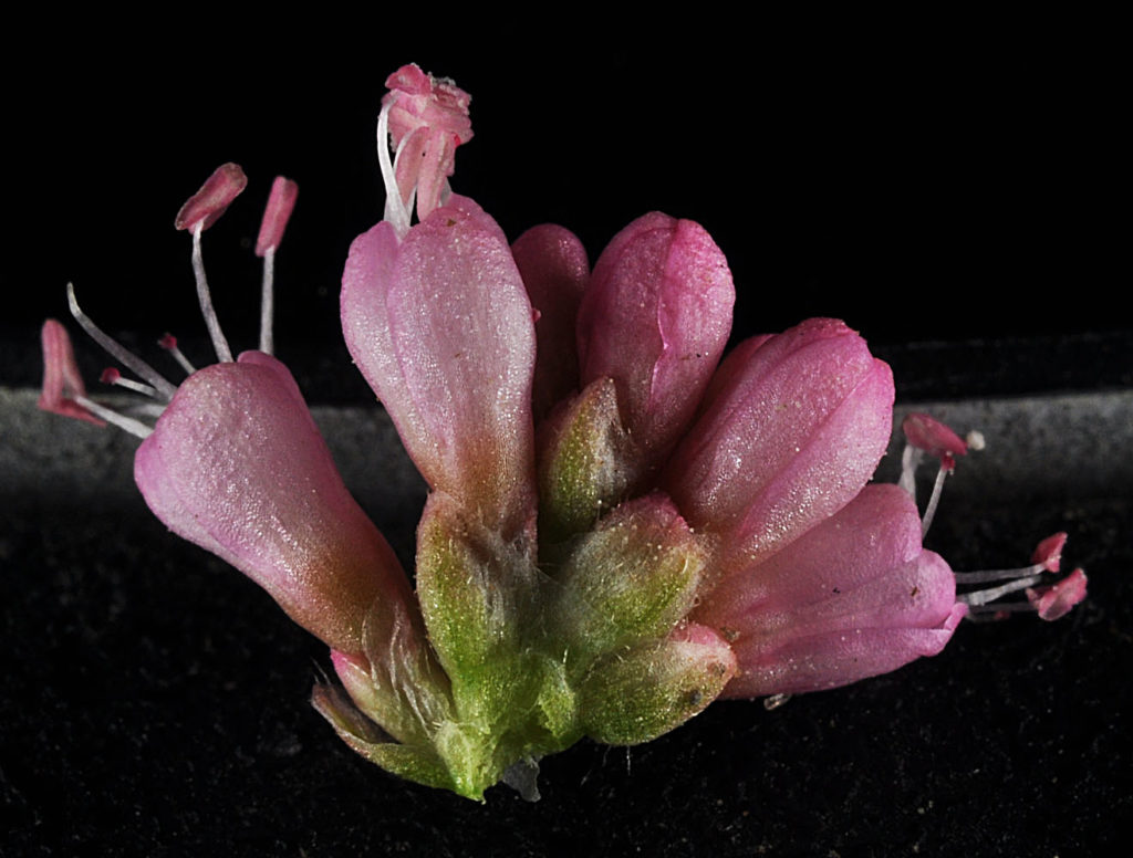 Flora of Eastern Washington Image: Persicaria amphibia 12
