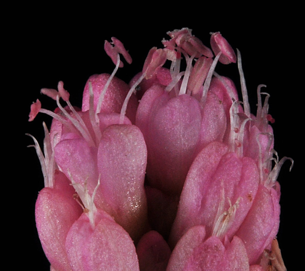 Flora of Eastern Washington Image: Persicaria amphibia 10