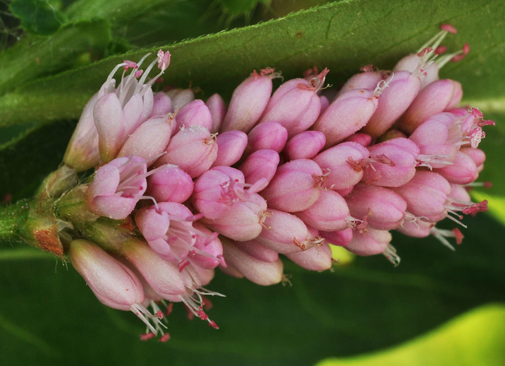 Flora of Eastern Washington Image: Persicaria amphibia 11