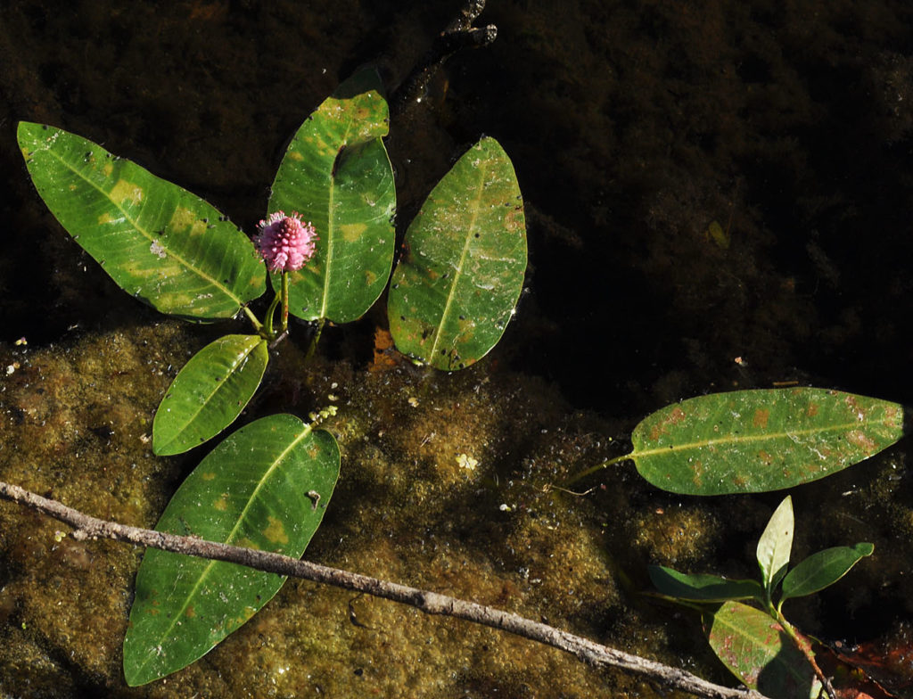 Flora of Eastern Washington Image: Persicaria amphibia 7
