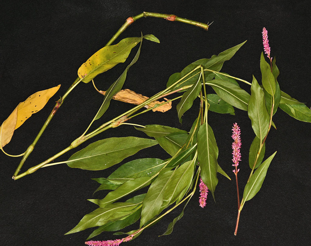 Flora of Eastern Washington Image: Persicaria amphibia 19