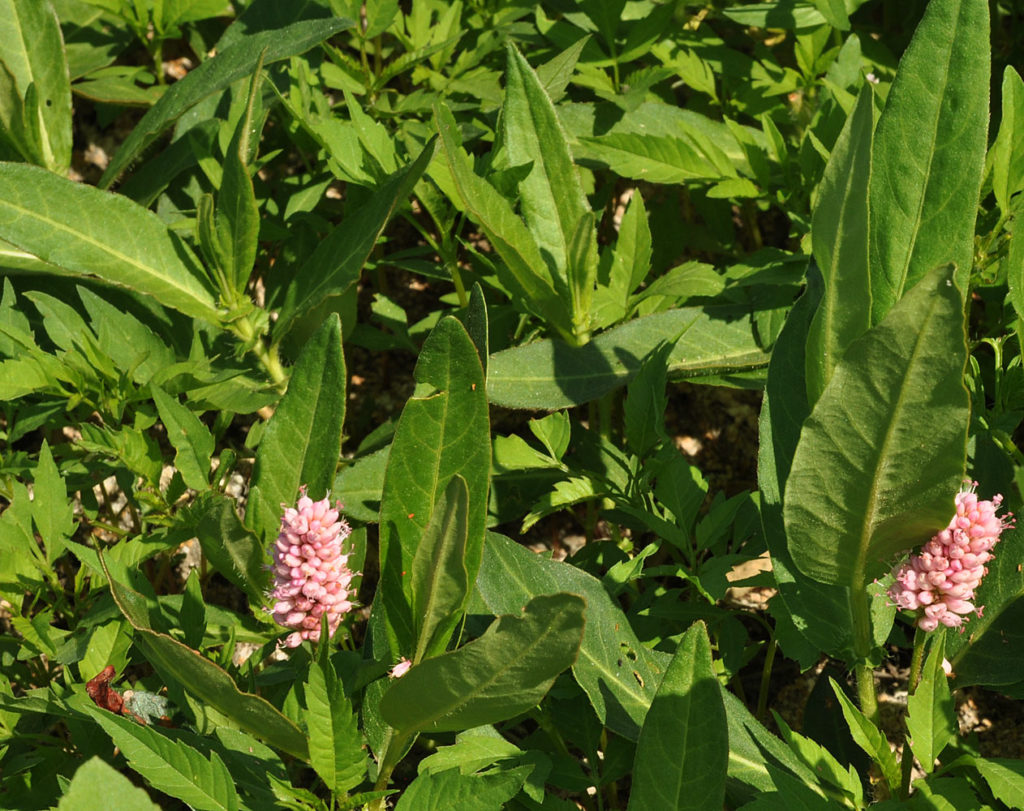 Flora of Eastern Washington Image: Persicaria amphibia 6