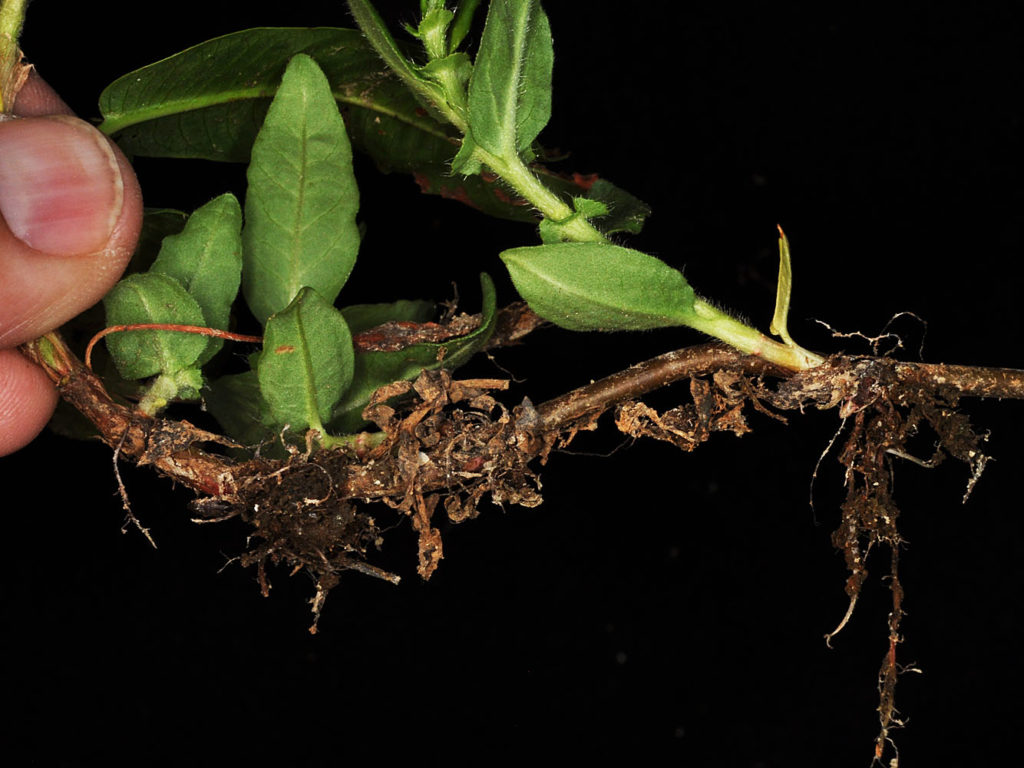 Flora of Eastern Washington Image: Persicaria amphibia 5