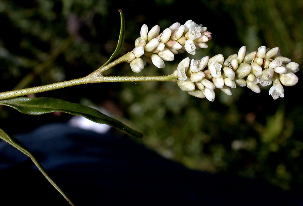Flora of Eastern Washington Image: Persicaria lapathifolia 2