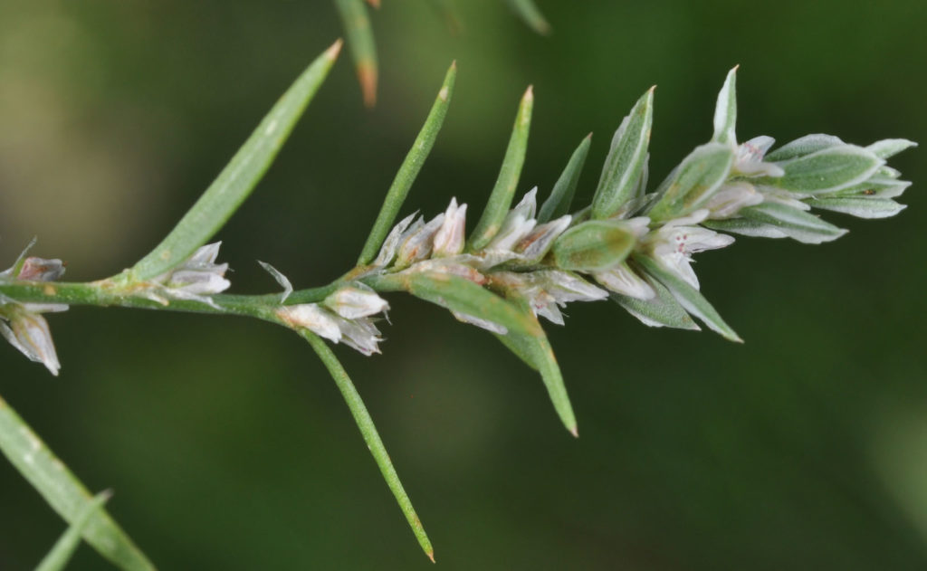 Flora of Eastern Washington Image: Polygonum polygaloides 3
