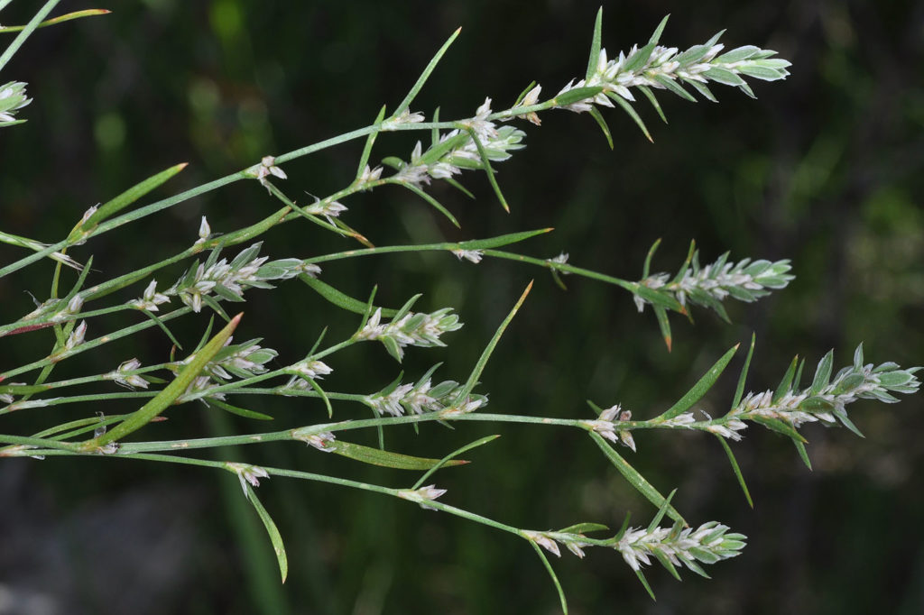 Flora of Eastern Washington Image: Polygonum polygaloides