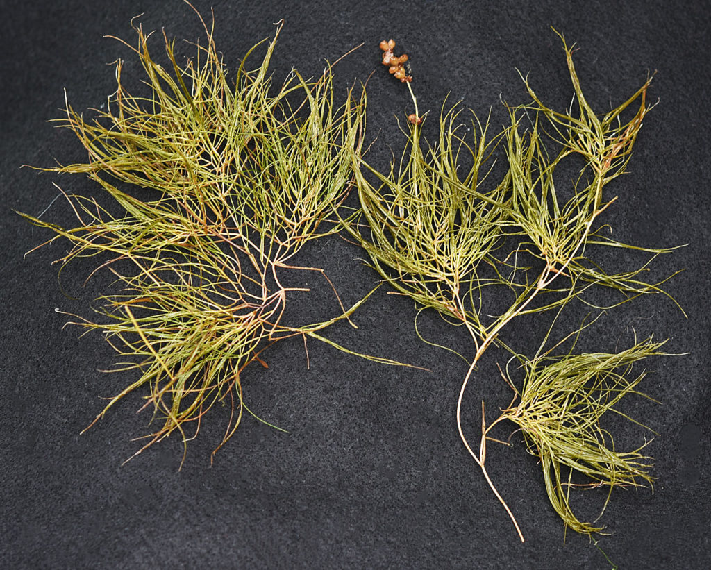 Flora of Eastern Washington Image: Stuckenia pectinata two full plants