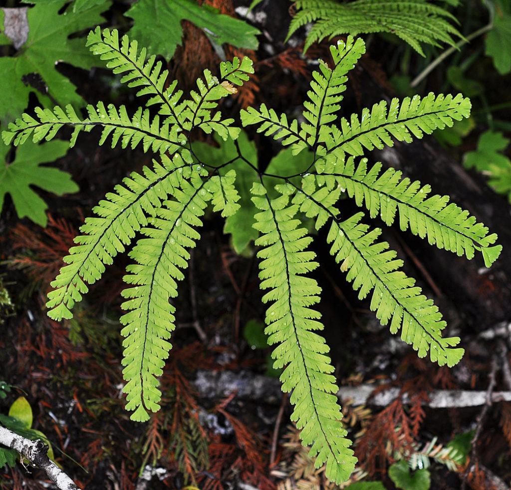 Flora of Eastern Washington Image: Adiantum aleuticum