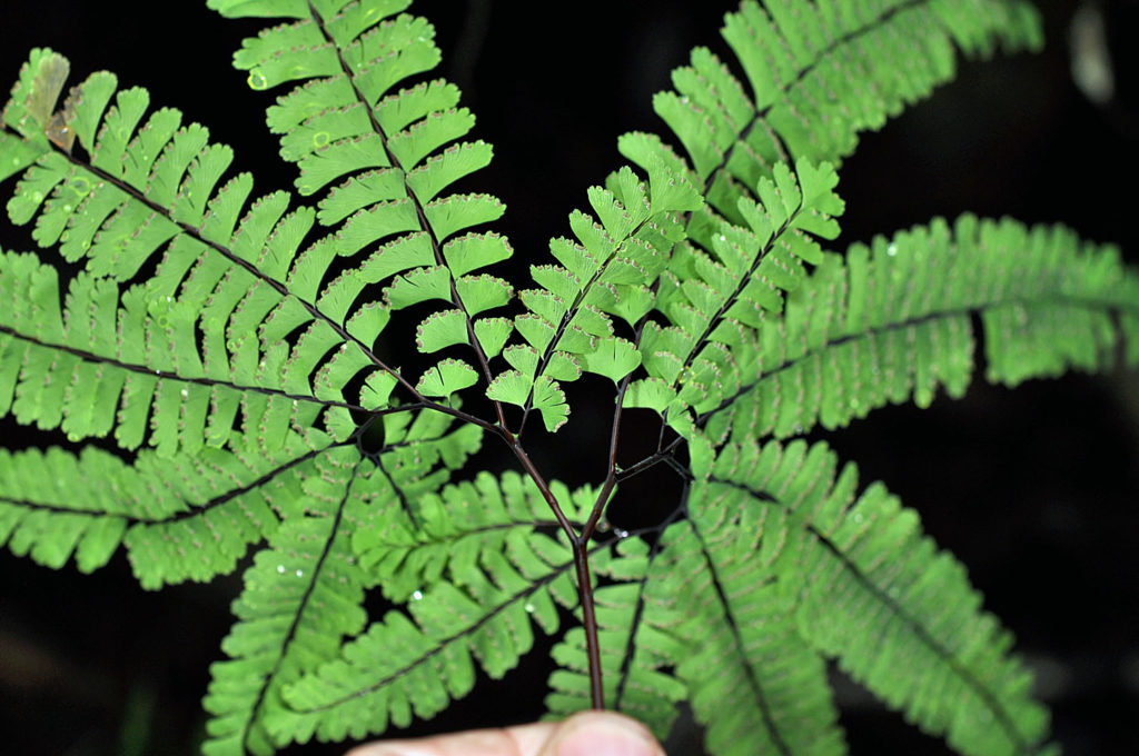 Photo of Adiantum aleuticum leaves from a different view