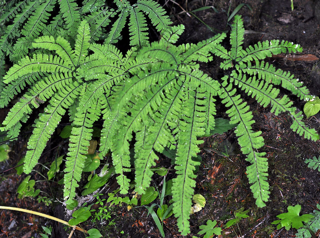 Photo of Adiantum aleuticum leaves from a top view