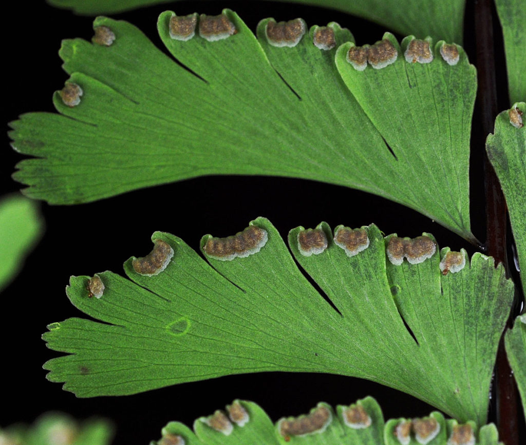 Photo of Adiantum aleuticum leaves close up