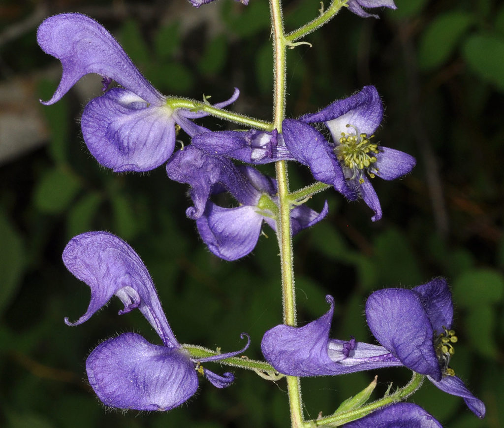 Flora of Eastern Washington Image: Aconitum columbianum 6