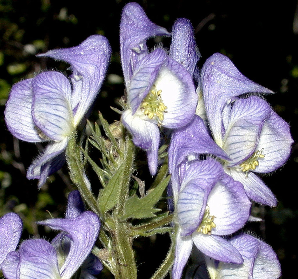 Flora of Eastern Washington Image: Aconitum columbianum 5