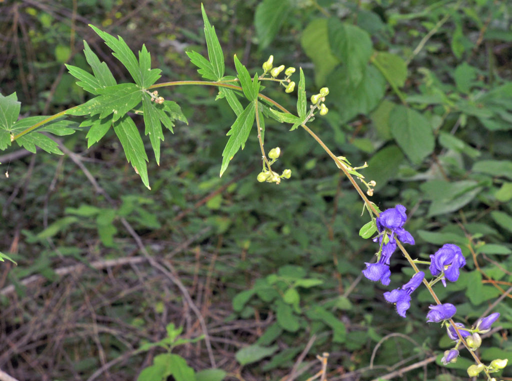 Flora of Eastern Washington Image: Aconitum columbianum