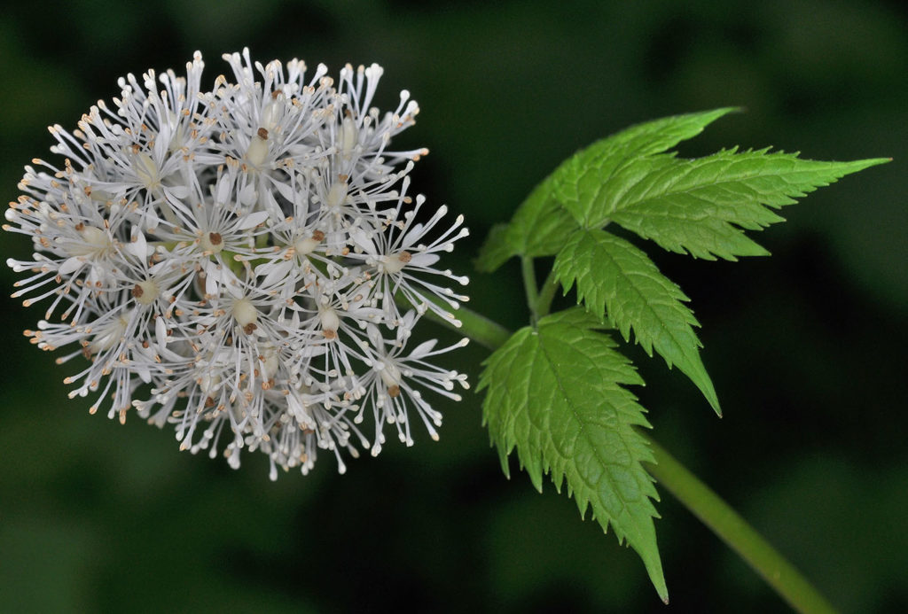 Flora of Eastern Washington Image: Actaea rubra 3