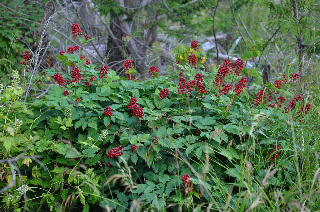 Flora of Eastern Washington Image: Actaea rubra 6