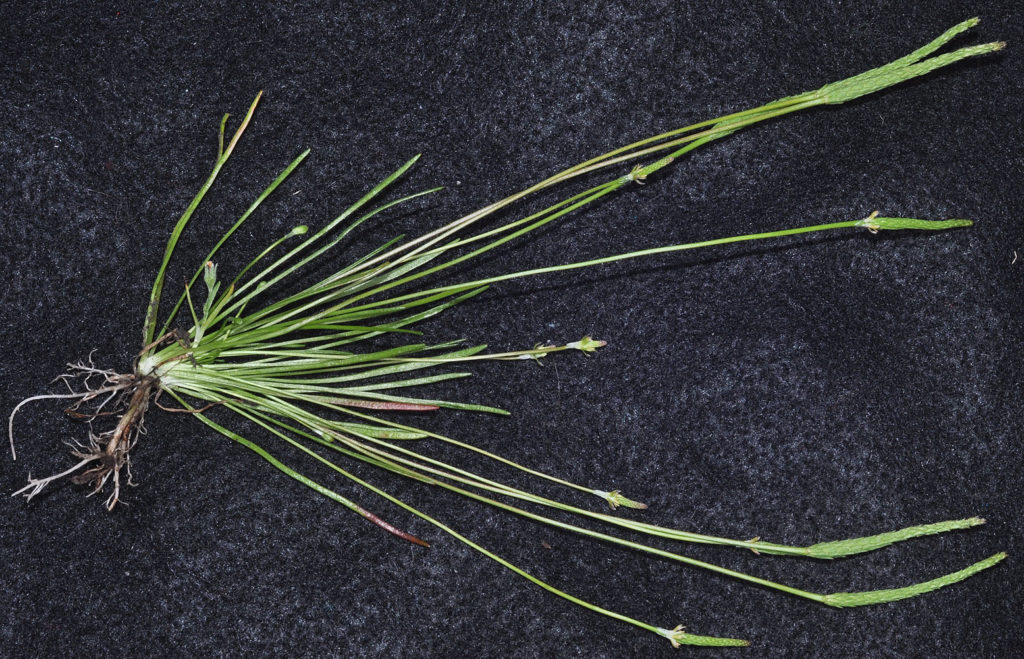 Flora of Eastern Washington Image: Myosurus minimus 2