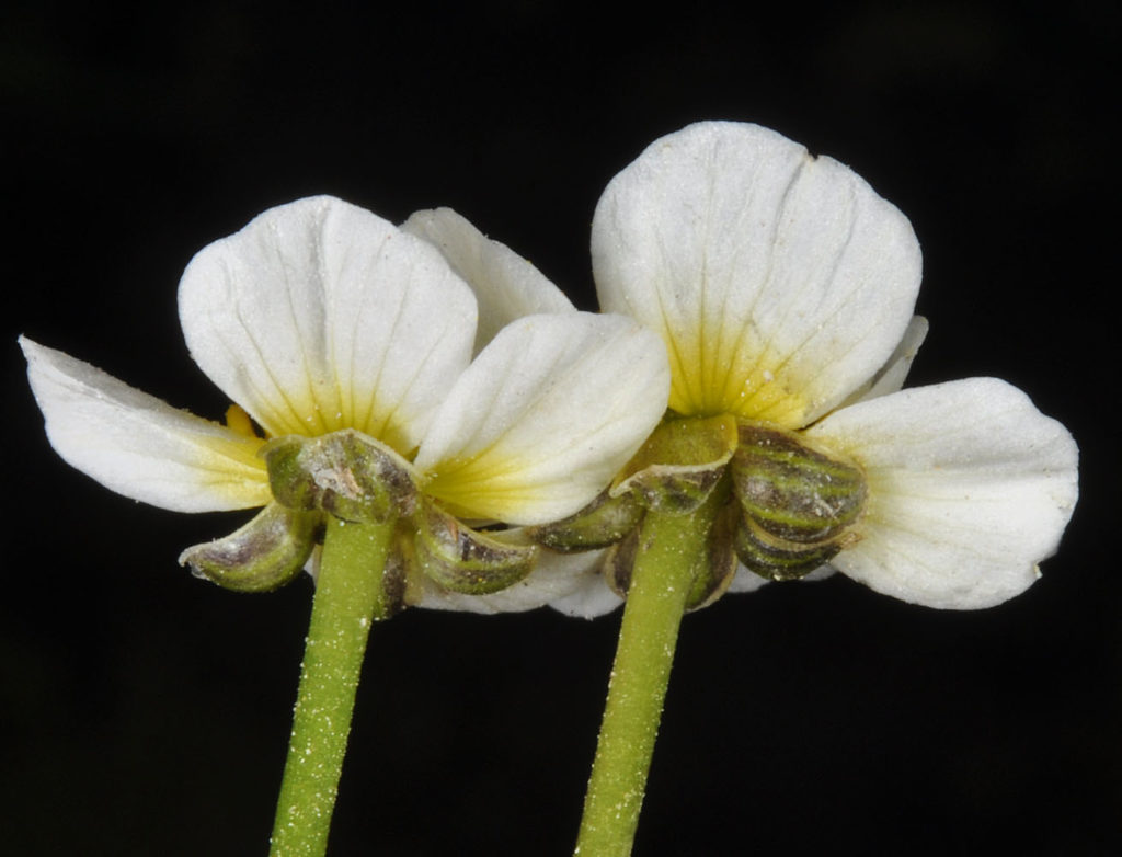 Flora of Eastern Washington Image: Ranunculus aquatilis 5
