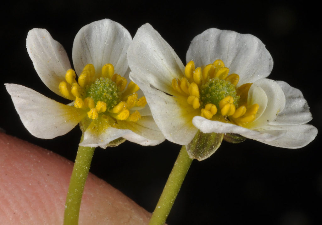 Flora of Eastern Washington Image: Ranunculus aquatilis 4