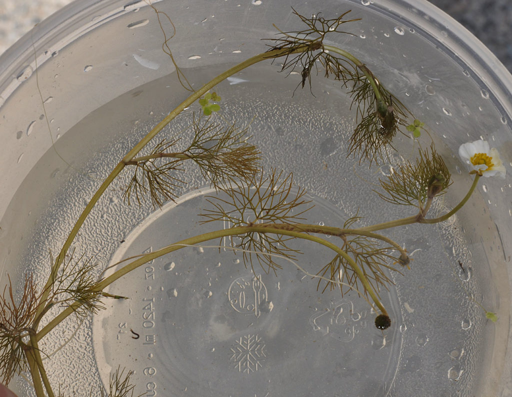 Flora of Eastern Washington Image: Ranunculus aquatilis 2