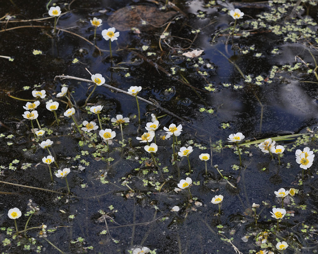 Flora of Eastern Washington Image: Ranunculus aquatilis 