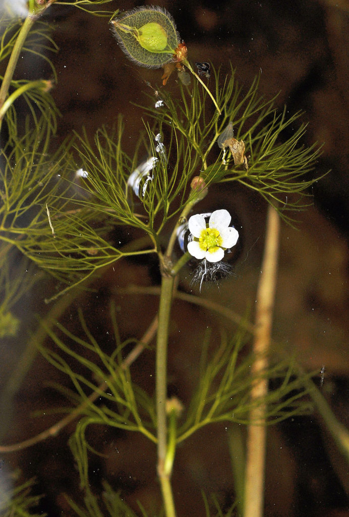 Flora of Eastern Washington Image: Ranunculus aquatilis 6