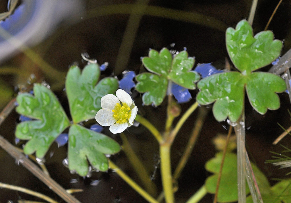 Flora of Eastern Washington Image: Ranunculus aquatilis 4