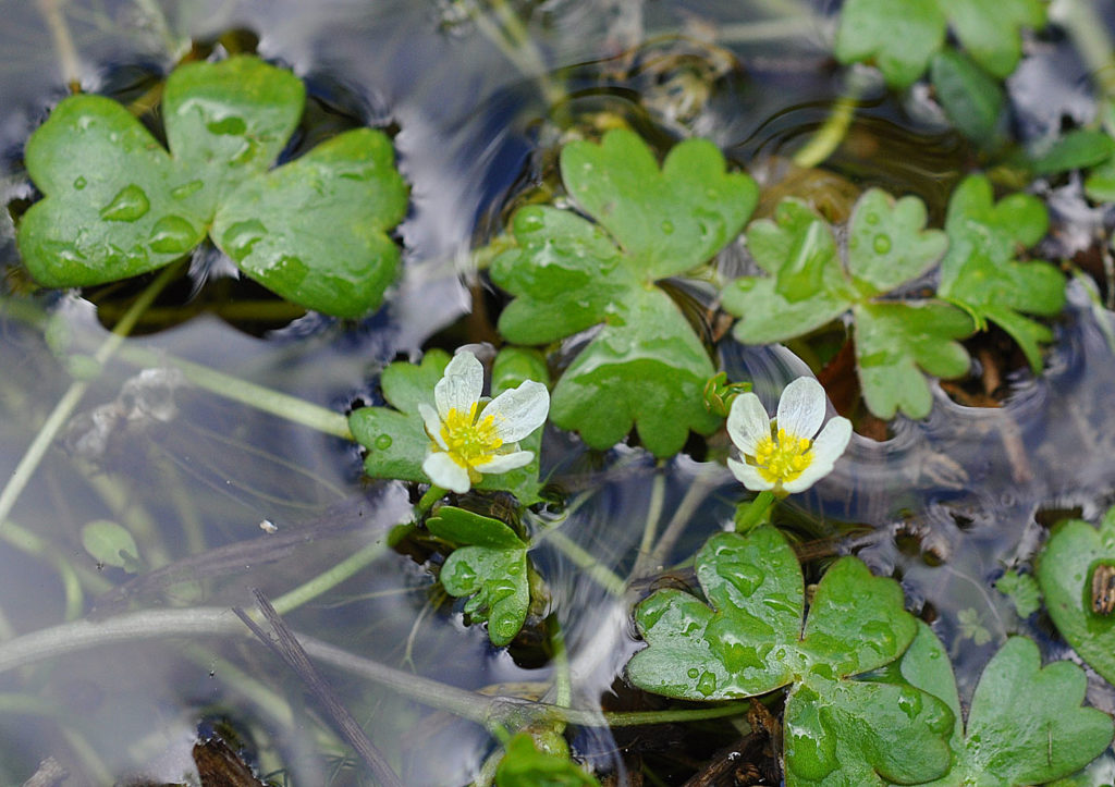 Flora of Eastern Washington Image: Ranunculus aquatilis 2