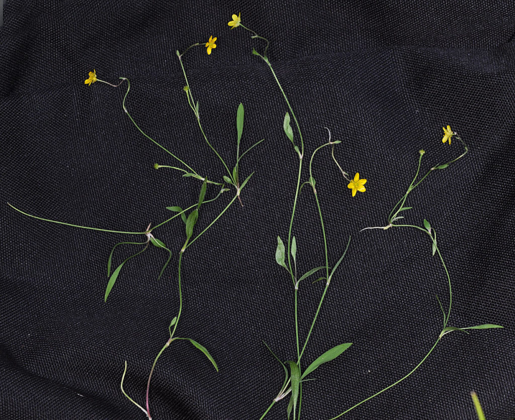 Flora of Eastern Washington Image: Ranunculus flammula 2