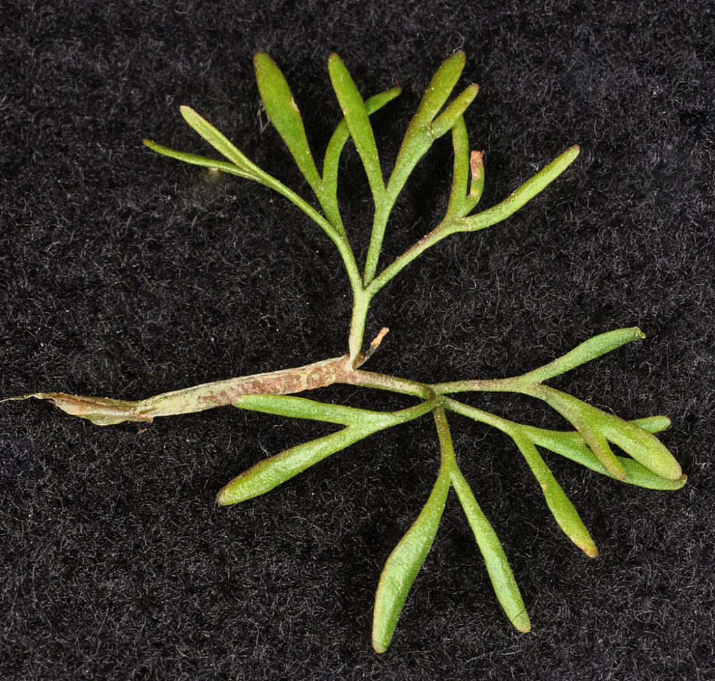Flora of Eastern Washington Image: Ranunculus aquatilis 11