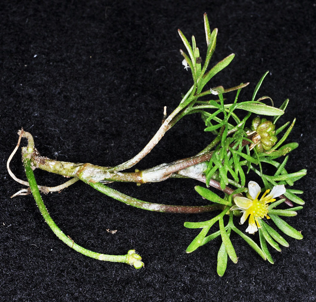 Flora of Eastern Washington Image: Ranunculus aquatilis 10