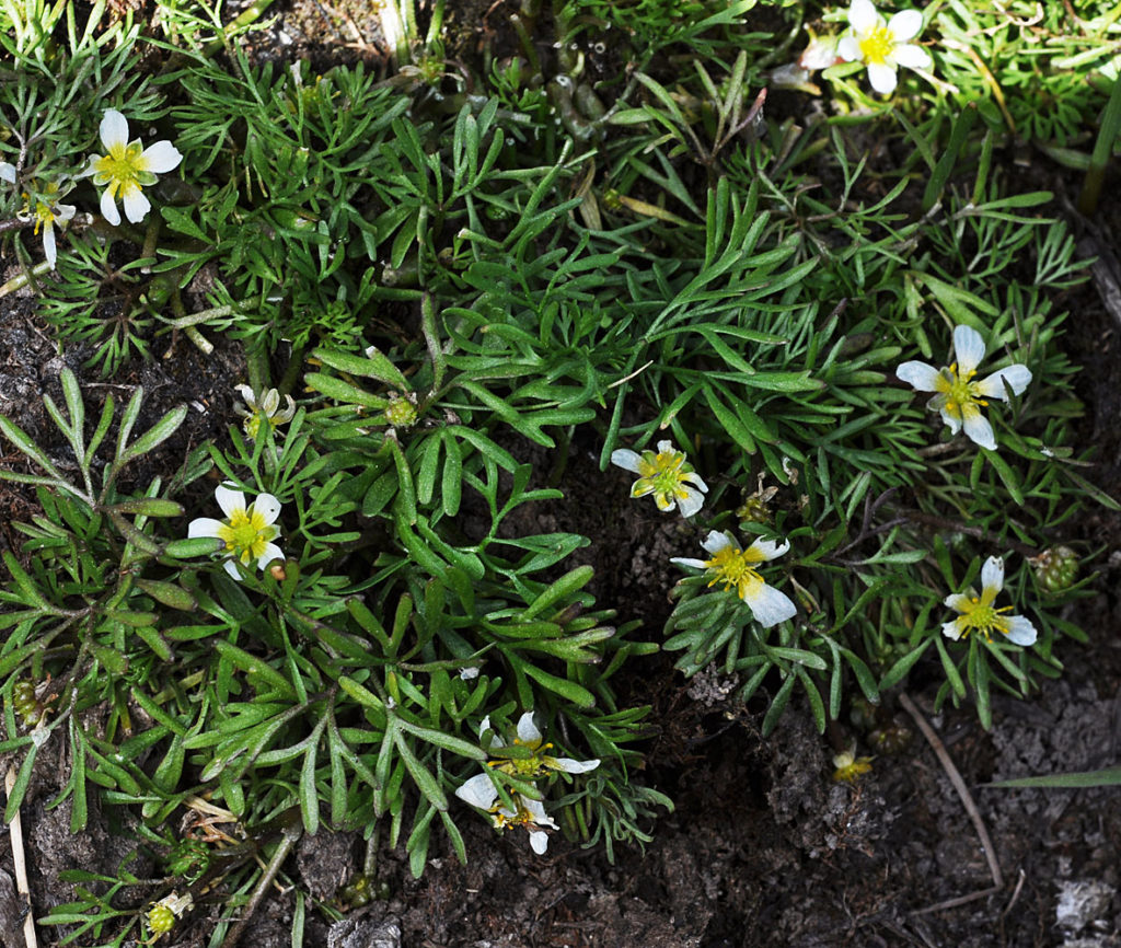 Flora of Eastern Washington Image: Ranunculus aquatilis 7