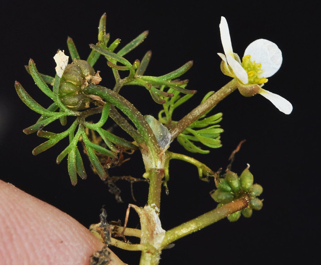 Flora of Eastern Washington Image: Ranunculus aquatilis 17
