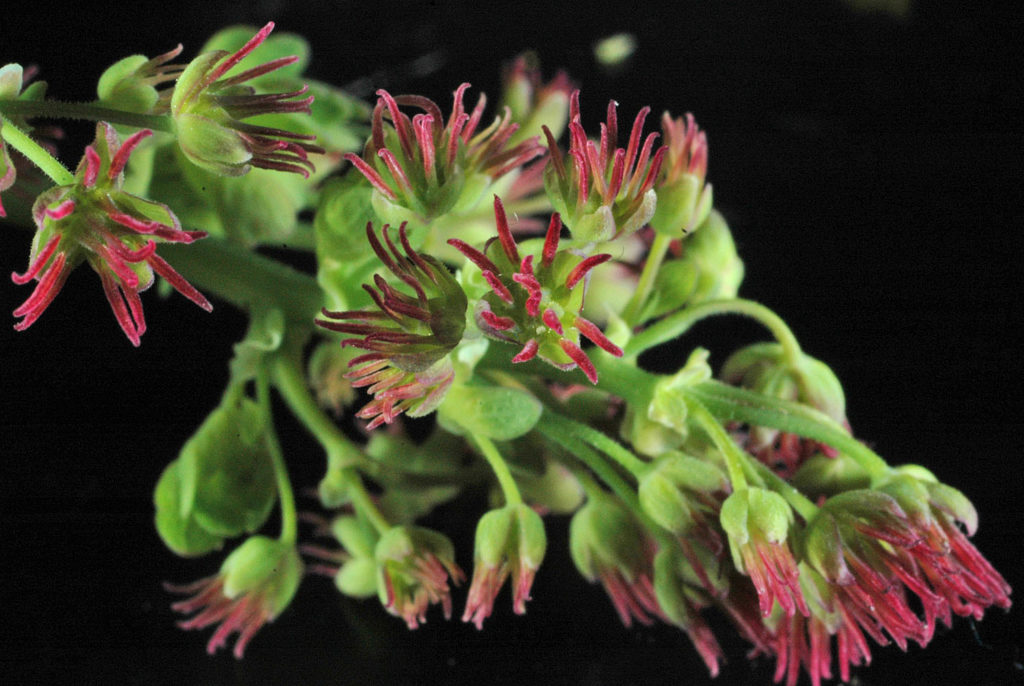 Flora of Eastern Washington Image: Thalictrum occidentale top view of flower buds in lab