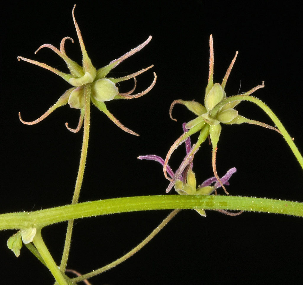 Flora of Eastern Washington Image: Thalictrum occidentale underside of flowers and stem in lab
